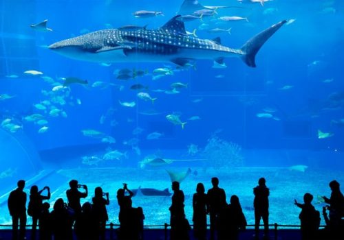 1be726ef2472087f5a794a810643270c